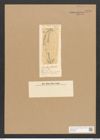 Surirella pulchra Lend. (de-Toni-Nr.: Genus 53, Species 2292) Zeichnungen Sammlung Grunow Nr. 4739 (NHMW-BOT-W0372845)